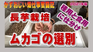 長芋のムカゴの選別作業～種用と食用に分ける・形の選定　2021年版：長芋の栽培：農作業に挑戦中！私の野菜栽培記録