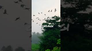 Zindagi Do Pal Ki 🕊🕊 Kites 🪁 Love Song Whatsapp Status #shorts
