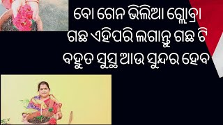 ବୋ ଗେନ ଭିଲିଆ ଗ୍ଲୋବ୍ରା ଗଛ ଏହିପରି ଲଗାନ୍ତୁ ଗଛ ଟି ବହୁତ ସୁସ୍ଥ ଆଉ ସୁନ୍ଦର ହେବ