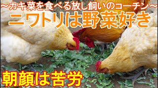 ニワトリは野菜好き～好物のカキ菜を食べる庭で放し飼いの名古屋コーチン雌鶏と雄鶏～