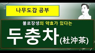 두충은 어떤 나무일까?  불로장생의 약효가 있다는 두충차(杜沖茶)