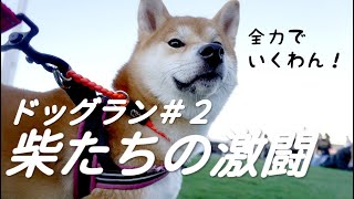 【柴犬】もふもふわんこ・柴犬ちゃんと激闘を繰り広げる！ドッグランで全力ダッシュ | Vlog#24