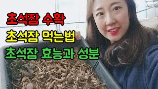 [도시농부]초석잠수확/초석잠효능\u0026성분/초석잠먹는법/부작용