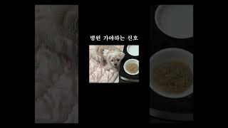 노견은 갑자기 더 자주 아파요. 밥만 거부해도 심장이 철렁 #반려견 #강아지 #말티즈