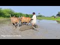 mud leveling of agricultural land with bulls ox power performance village bullock cart media