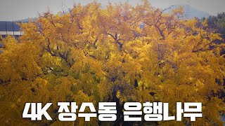 4K 인천 장수동 은행나무