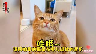 盘点被音乐玩坏的猫咪，猫咪国歌一响，小猫立马肃言起敬太可爱了