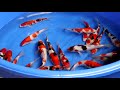 arrival of new koi fish koi shipment from japan