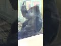 勉強部屋へやって来たキンタロウ。モモタロウを添えて🦍 kintaro came to study 2023.04.11 ゴリラ gorilla 京都市動物園