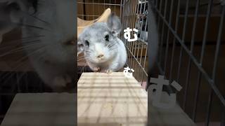 【chinchilla】迫り来るチンチラ【食欲旺盛】