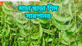 নতুন খাটো জাতের বারোমাসি শিমঃ সারপান৪/ মাচা ছাড়া শিম চাষ, চাষ হবে বারোমাস/ সারা বছর চাষ যোগ্য শিম