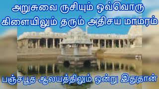 அறுசுவை ருசியும் ஒவ்வொரு கிளையிலும் தரும் அதிசய மாமரம் இந்த ஆலயத்தில்தான் உள்ளது!