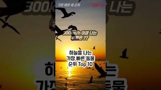 세상에서 하늘을 나는 가장 빠른 동물 순위 Top 10