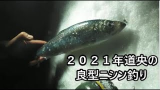 数日限定!!　群来発生の超良型ニシン釣り