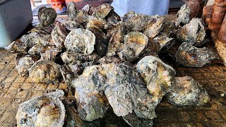 Oyster Seger Langsung dari Laut,  Sekilo Cuma Rp.15K di TPI Juanda Sidoarjo, Desember 2024.