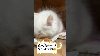 食べ方も性格が出ます。ご家族様募集中です✨#サイベリアン #サイベリアン子猫 #子猫 #猫 #ネヴァマスカレード