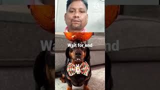 Dhanraj Walde - Animal Funny Video | #shorts #funnyvideo #dog #dhanrajwalde