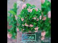 ixora baby pink