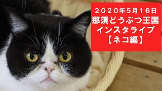 那須どうぶつ王国インスタライブ【ネコ編】