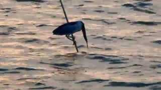 夜鷺吃魚 (Night Heron eating fish)