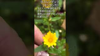 ズボラでも育てられる！手に入りやすい冬も楽しめる植物#shorts#garden #育てやすい植物