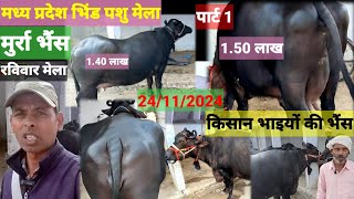 मध्य प्रदेश भिंड पशु मेला /Madhya Pradesh Bhind pashu mela | 24/11/2024 | Bhind pashu mela