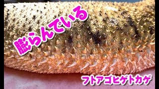 【パンパンのぱん！】膨らんでいるフトアゴヒゲトカゲ☆おちょこさん Beardeddragon