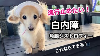 【犬の白内障】進行止めたい！これならできる！意外としていない簡単な対策で目を守る