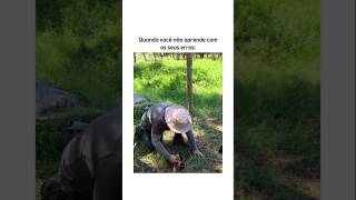 Valha minha nossa senhora... #animal #br #brasil #shortsvideo #cachorro #gato #humorbrasil