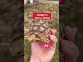 How Do I Tell The Baby Tortoises Apart?! 🤔🐢 #shorts #tortoise