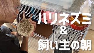 朝は飼い主もハリネズミも眠い🥱🦔💤