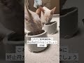 作ってよかった自作ケージ【保護猫せのびあくび】