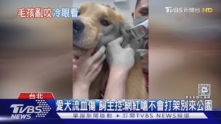 愛犬流血傷 飼主控:網紅嗆不會打架別來公園｜TVBS新聞 @TVBSNEWS01