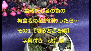 盆栽初心者必見！梅盆栽の花が終わったら…【切るところ編】字幕付改訂版