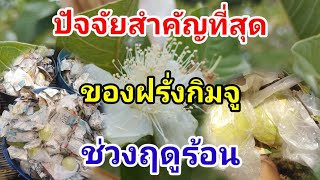 ปลูกฝรั่งกิมจู ปัจจัยสำคัญในการทำฝรั่งหน้าร้อน Guava / #บ้านสวนกิตติธรา