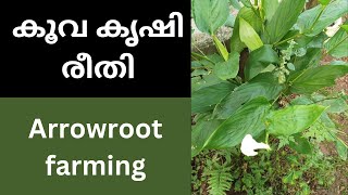 കൂവ കൃഷി. Arrowroot farming.