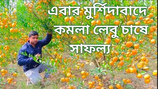 মুর্শিদাবাদে কমলা লেবু চাষে বাজিমাত | চায়না কমলা লেবু চাষ পদ্ধতি | চায়না কমলা | chinese komla