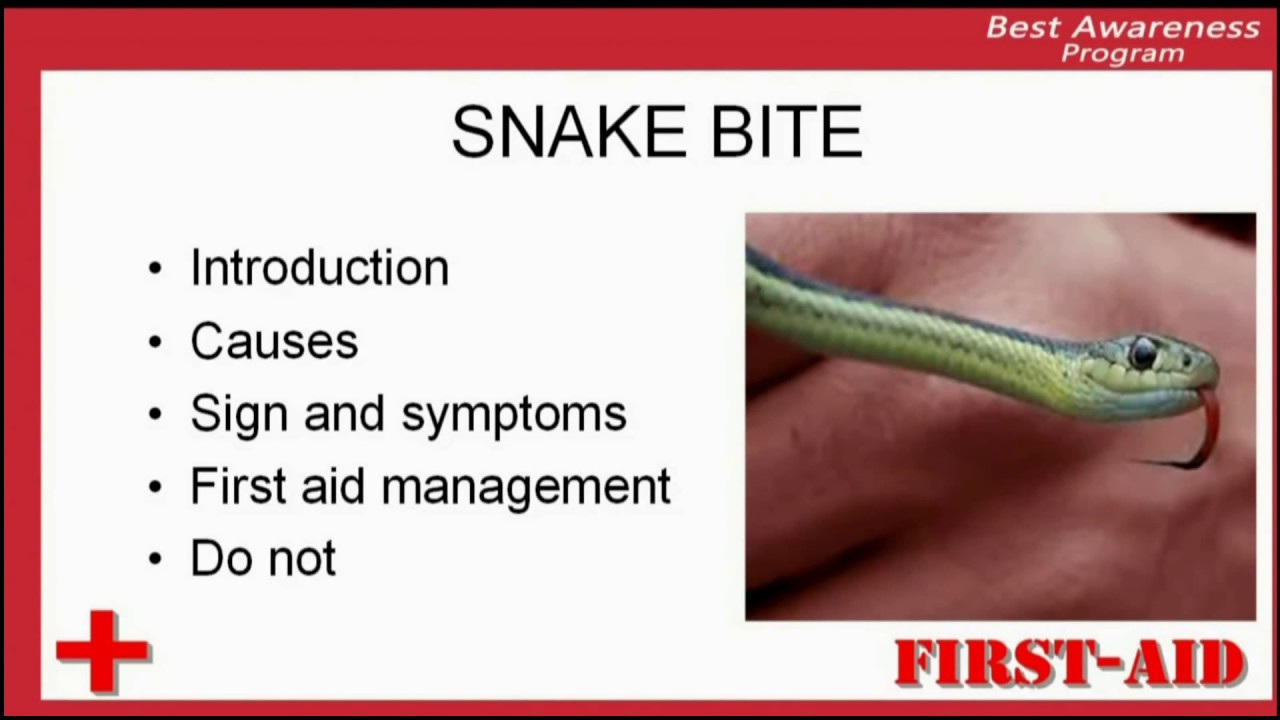 Introduction Of Snake Bite, What Is Snake Bite?, Definition Of Snake ...