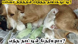 பச்சை நிறத்தில் பிறந்த நாய்க்குட்டி ! எந்த நாட்டில் தெரியுமா? || Green color dog