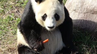 きょうのタンタン + 王子動物園4K🐼 愛に囲まれたタンタンの可愛い表情と冬の訪れを感じる神戸🐼 #2020年11月24日🐼