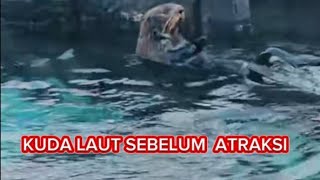 begini tingkah singa laut sebelum  atraksi