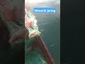 Menjaring ikan didanau toba #jaring #ikan #ikannila #fishing #jalaikan #youtube #viralvideo #shorts