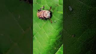 Cute beetle,bug #insect #nature #green #shortvideo #shorts #youtubeshorts #youtube #entertainment