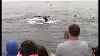 8.27.18 Humpback Whales