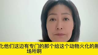 国内现在严打！整治流浪狗，我认为他们应该效仿新加坡这边。