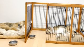 【癒やし動画】元野犬姉妹のスヤスヤお昼寝タイム