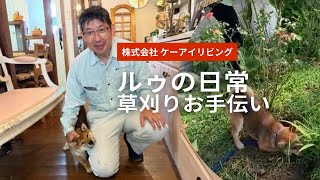 柴犬の草刈りお手伝い／ケーアイリビング