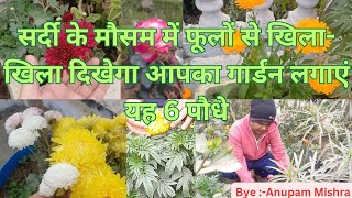 जाड़े में फूलों से खिला दिखेगा आपका गार्डन लगाएं 6 पौधे।।winter flowering plants #anupammishra6289