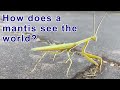 Nature Walks- Mantis