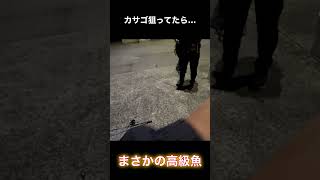 カサゴ釣りしてたら…まさかの高級魚が釣れた#shorts